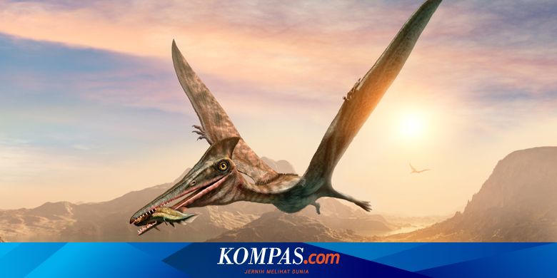 Temuan Baru, Bayi Pterosaurus Bisa Terbang Tak Lama Usai Menetas - Kompas.com - KOMPAS.com