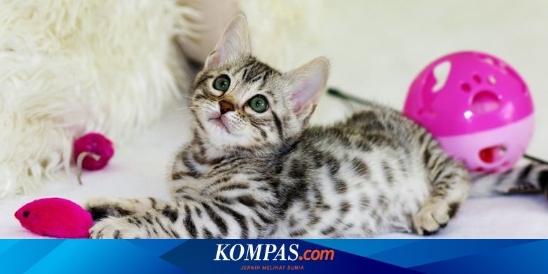 4 Alasan Kucing Takut Air dan Cara Memandikannya Secara Aman - Kompas.com - KOMPAS.com