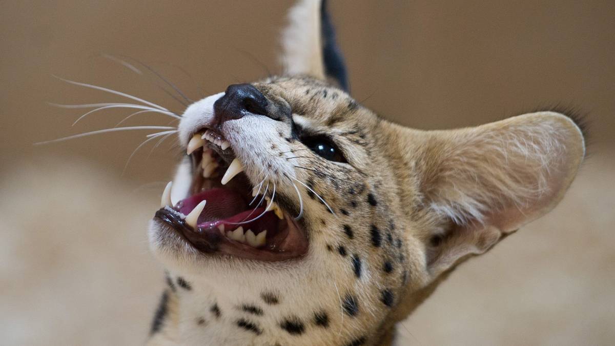 Serval en stokstaartje straks niet meer toegestaan als huisdier - NOS