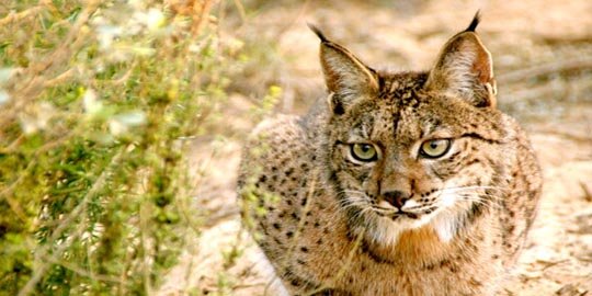 Mengenal Kucing Lynx, Spesies Predator Liar nan Cantik yang Hampir Punah | merdeka.com - merdeka.com