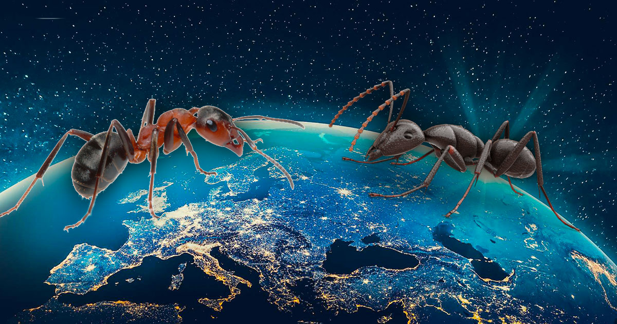 Ces scientifiques ont estimé combien il y a de fourmis sur Terre, et c'est inimaginable - Hitek.fr