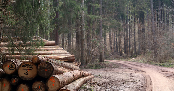 Eksport polskiego drewna znacznie większy niż podają Lasy Państwowe - branża - Interia
