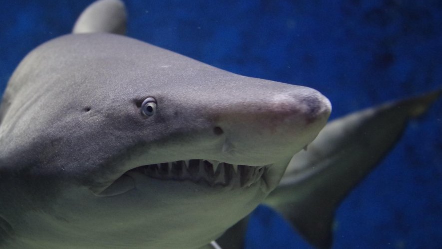 Égypte : une nageuse attaquée par un requin se débat dans une mare de sang et meurt - LaDepeche.fr
