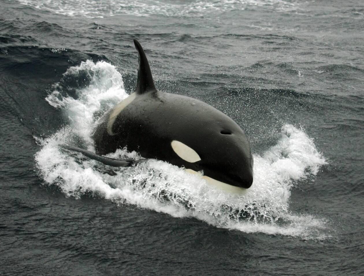 L’orque affaiblie dans la Seine va être guidée vers la mer par un drone, annonce la préfecture - Ouest-France éditions locales