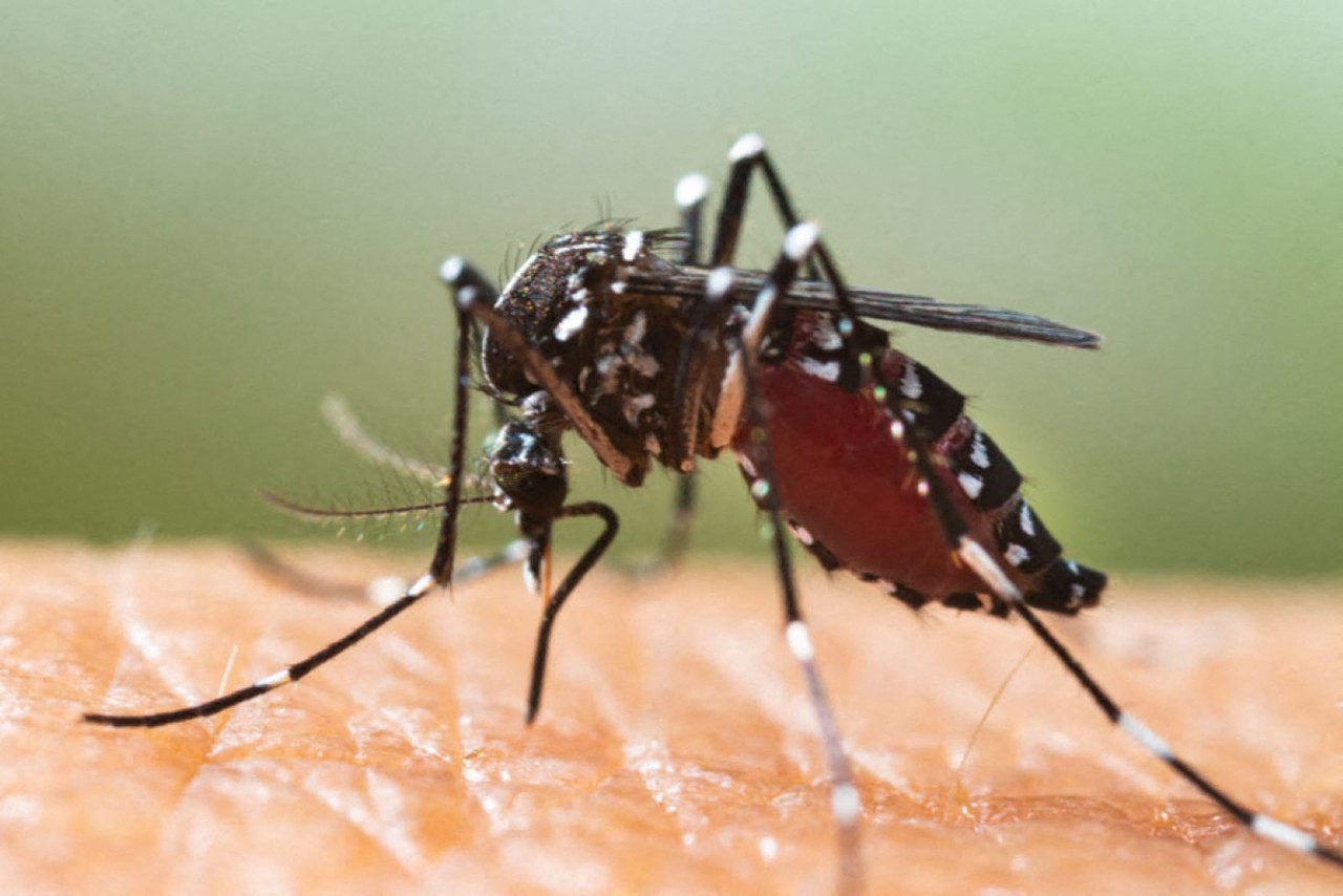 Deux cas de dengue autochtone à Toulouse : une opération de démoustication prévue dans un quartier mardi - actu.fr