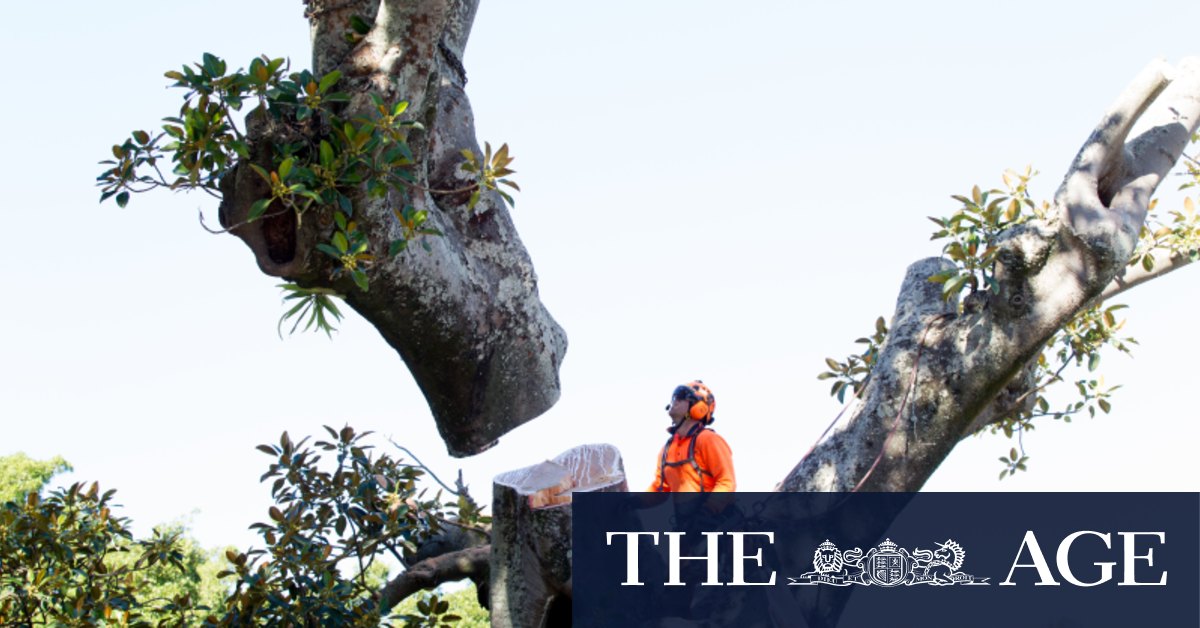 ‘Chainsaws running three times a week’: Melbourne’s leafy east is losing its trees - The Age